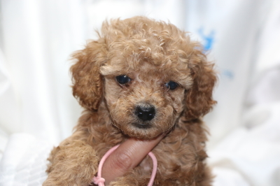 トイプードルアプリコットの子犬メス、生後5週間画像