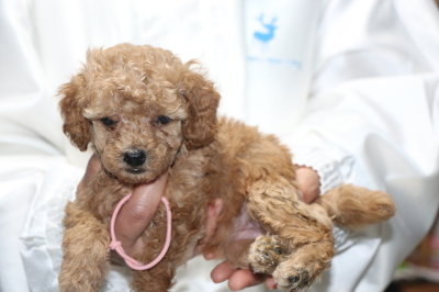 トイプードルアプリコットの子犬メス、生後5週間画像