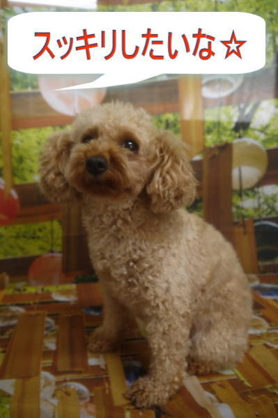 千葉県船橋市のトイプードルのトリミング前画像