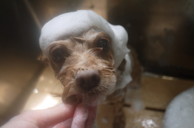 千葉県鎌ヶ谷市のミックス犬のシャンプー画像