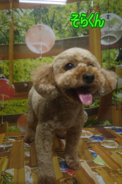 千葉県船橋市のトイプードルのトリミング画像