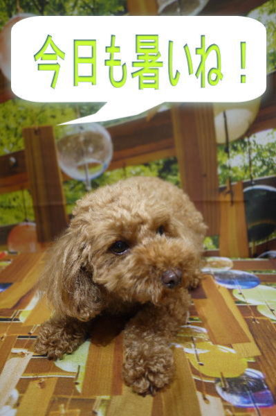 千葉県船橋市のトイプードルのトリミング画像