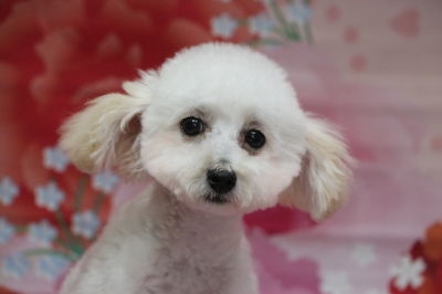 タイニープードルホワイト(白色)の子犬メス、神奈川県横須賀市エナちゃん画像
