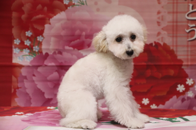 タイニープードルホワイト(白色)の子犬メス、神奈川県横須賀市エナちゃん画像
