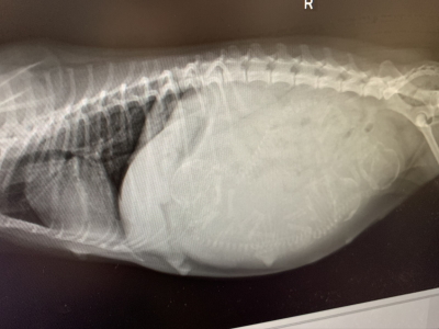 トイプードルシルバー妊娠犬のレントゲン写真