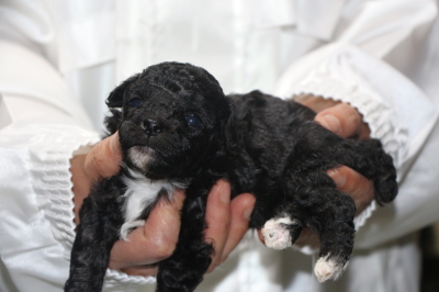 トイプードルシルバー＆ホワイトパーティーカラーの子犬メス、生後3週間画像