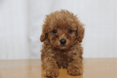 ティーカッププードルレッドの子犬オス、生後6週間画像