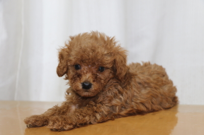 ティーカッププードルレッドの子犬オス、生後6週間画像