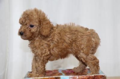 トイプードルレッドの子犬メス、生後6週間画像