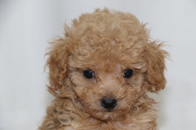 ティーカッププードルアプリコットの子犬メス、生後6週間画像