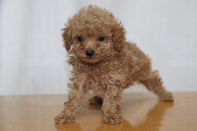 ティーカッププードルアプリコットの子犬メス、生後6週間画像