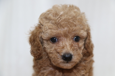 トイプードルアプリコットの子犬メス、生後6週間画像