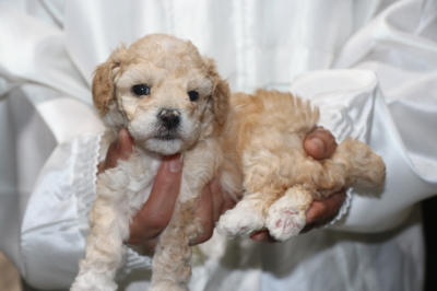トイプードルアプリコット＆ホワイトパーティーカラーの子犬メス、生後4週間画像