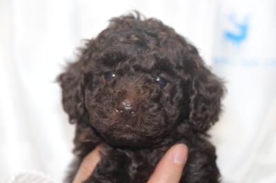 トイプードルブラウンの子犬メス、生後5週間画像