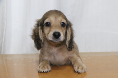 ミニチュアダックスシェイデッドイエロー(クリーム)の子犬オス、生後2ヵ月画像