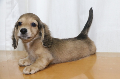 ミニチュアダックスシェイデッドイエロー(クリーム)の子犬オス、生後2ヵ月画像