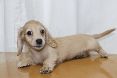 ミニチュアダックスイエロー(クリーム)の子犬メス、生後2ヵ月画像