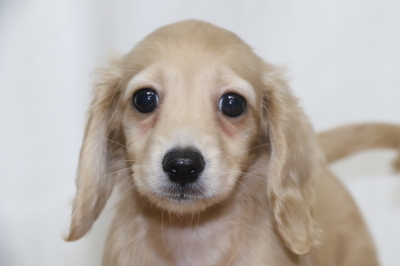 ミニチュアダックスイエロー(クリーム)の子犬メス、生後2ヵ月画像