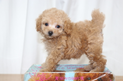 ティーカッププードルアプリコットの子犬メス、生後7週間画像