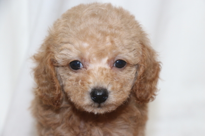 トイプードルアプリコットの子犬メス、生後7週間画像