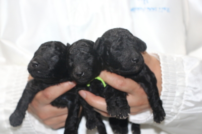 トイプードルシルバーの子犬オス3頭、生後2週間画像