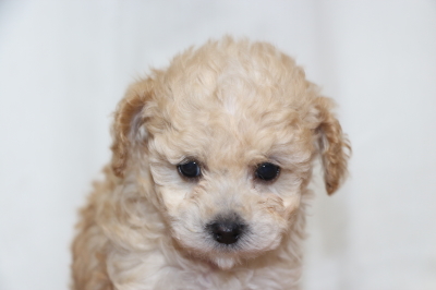 トイプードルアプリコット＆ホワイトの子犬メス、生後6週間画像