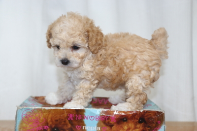 トイプードルアプリコット＆ホワイトの子犬メス、生後6週間画像