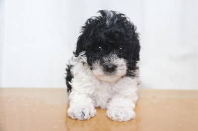 トイプードル白黒の子犬メス、生後6週間画像