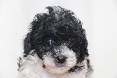 トイプードル白黒の子犬メス、生後6週間画像
