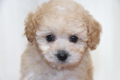 タイニープードルアプリコット＆ホワイトの子犬メス、生後7週間画像