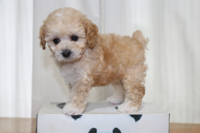 タイニープードルアプリコット＆ホワイトの子犬メス、生後7週間画像