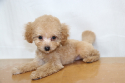 ティーカッププードルアプリコットの子犬メス、生後2ヵ月画像