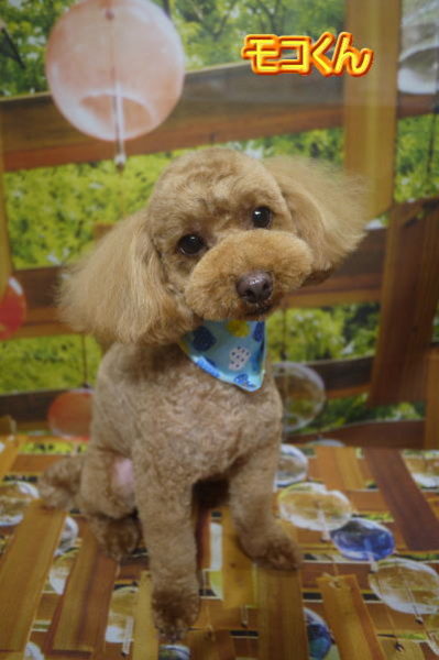 千葉県船橋市のトイプードルのトリミング画像