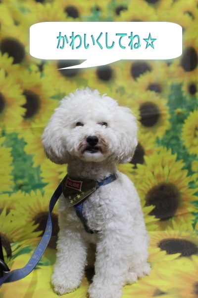 千葉県松戸市のミックス犬のトリミング前画像
