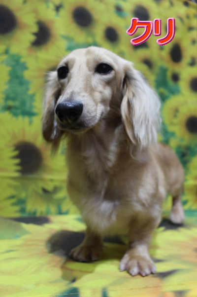 トイプードルブリーダーの成犬，トリミング画像