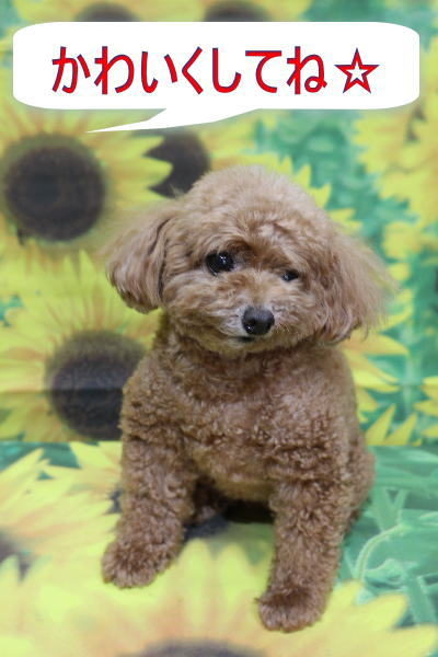 千葉県鎌ヶ谷市のトイプードルのトリミング画像