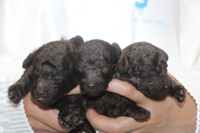 トイプードルブラウンの子犬オス2頭メス1頭、生後2週間画像