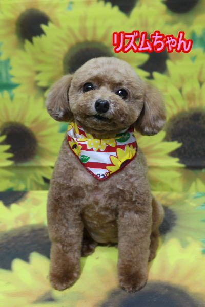 千葉県鎌ヶ谷市のトイプードルのトリミング画像