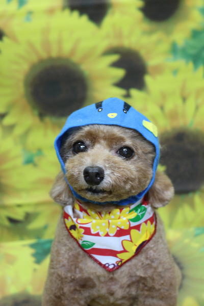 千葉県鎌ヶ谷市のトイプードルのトリミング画像