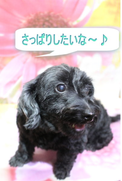 千葉県鎌ヶ谷市のミックス犬のトリミング前画像