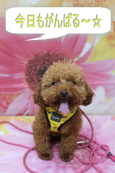 千葉県船橋市のトイプードルのトリミング前画像