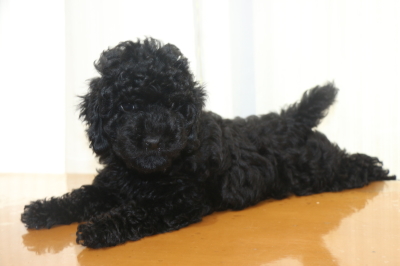 トイプードルブラック(黒色)の子犬メス、生後8週間画像