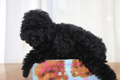 トイプードルブラック(黒色)の子犬メス、生後8週間画像