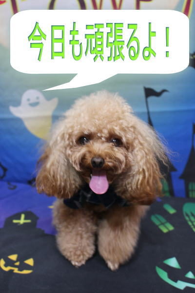 千葉県千葉市のトイプードルのトリミング前画像