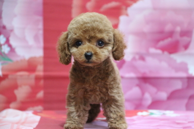タイニープードルレッドの子犬メス、東京都中央区ルルちゃん画像