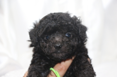 トイプードルシルバーの子犬オス、生後5週間画像