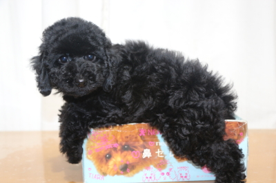 トイプードルブラック(黒色)の子犬メス、生後2ヵ月画像