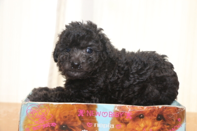 タイニープードルシルバーの子犬オス、生後6週間画像
