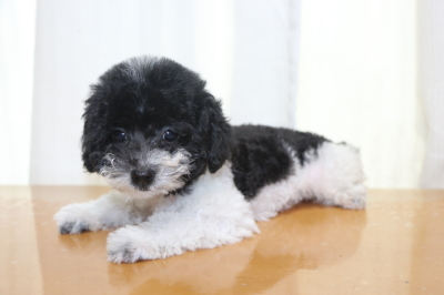 トイプードル白黒パーティーカラーの子犬メス、生後2ヵ月画像
