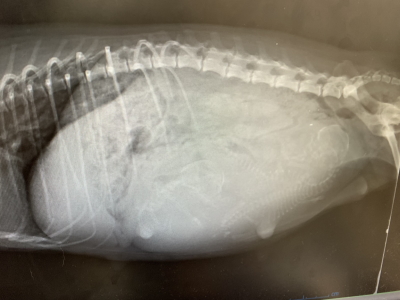 トイプードルブラウン妊娠犬のレントゲン写真